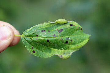 Leaf with leaf-mining caterpillars of common or purging buckthorn (Rhamnus cathartica) in late summer.