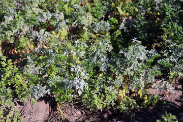 Powdery mildew on the parsley leaf. This is a dangerous plant disease that causes yield losses.