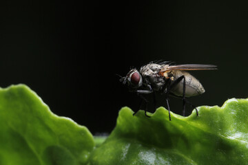 Cabbage fly (also cabbage root fly, root fly or turnip fly) - Delia radicum on the leaf. The larvae or maggots feed on the roots of many plants, including crops.