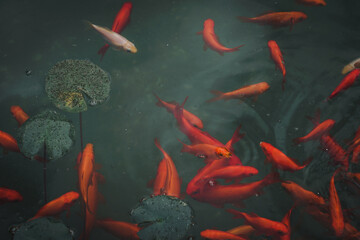 Bright vivid red and orange gold fish in pond