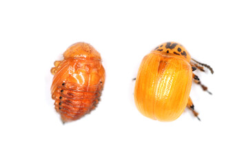 Potato Beetle or Colorado potato beetle (Leptinotarsa decemlineata).  Young, as yet uncolored beetle and pupa. View from the top. Isolated on white background.