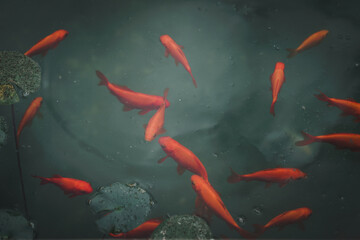 Bright vivid red and orange gold fish in pond