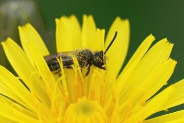 Closeup on a male Hawk's beard, mining bee, Andrena fulvago, sitting in yellow flower