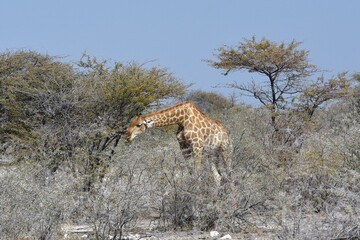 Steppengiraffe (giraffa camelopardalis) im Etoscha Nationalpark in Namibia.