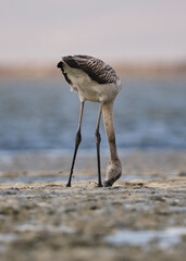 Baby flamingo feeding in mud. Baby flamingo looking for food in slime.