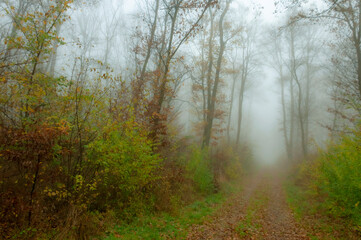 Foggy forest in autumn