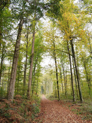 Obraz premium Schwarzwaldlandschaft. Von Lörrach-Hauingen bis Hägelberg durch Hauinger wald - Grenzweg bedeckt mit Blättern und gesäumt von Buchen und Tannen mit Laub in Herbstfarben