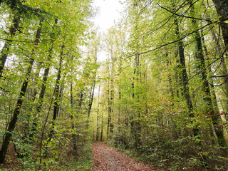 Schwarzwaldlandschaft. Von Lörrach-Hauingen bis Hägelberg durch Hauinger wald - Zwischen Genzweg und Stockertweg bedeckt mit Blättern und gesäumt von Buchen und Tannen mit Laub in Herbstfarben