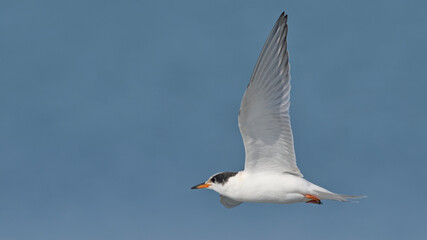 Juvenile Common Tern (Sterna hirundo), Greece
