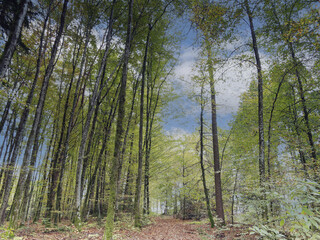 Schwarzwaldlandschaft. Wandern im Hauinger wald. Unterer Hauptweg nach der Durchfahrt durch das Dorf Hägelberg, romantischer Weg in Herbstfarben zum Heilisauweg 