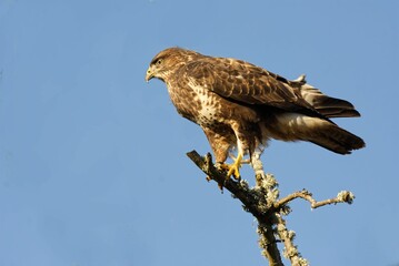 Closeup shot of a perched Common buzzard