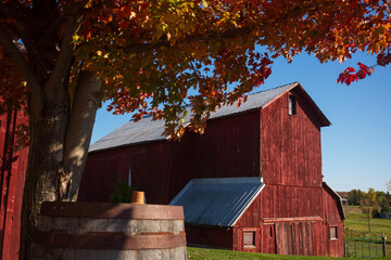 Red barn and red maple leaves during a warm fall day © Jonathan W. Cohen 