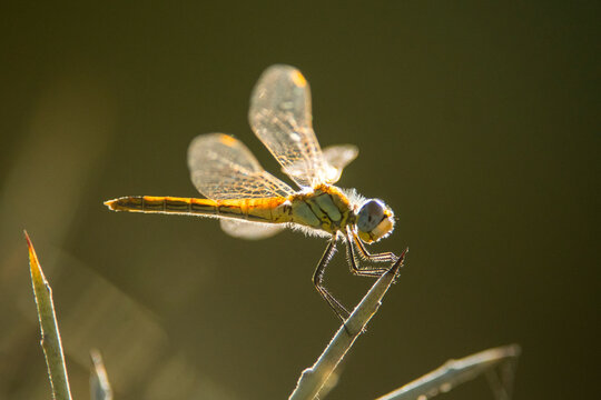 libellula