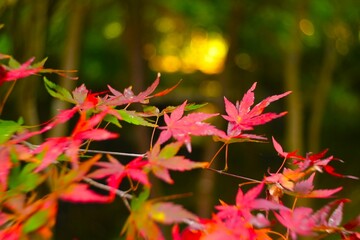 autumn leaves background
at Kanazawa Nature Park