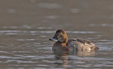 Common Pochard - Aythya ferina, Crete