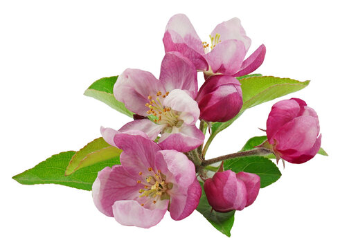 pink azerole on transparent background