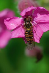 Vertical closeup on a marmalade hoverfly, Episyprhus balteatus on a purple flower