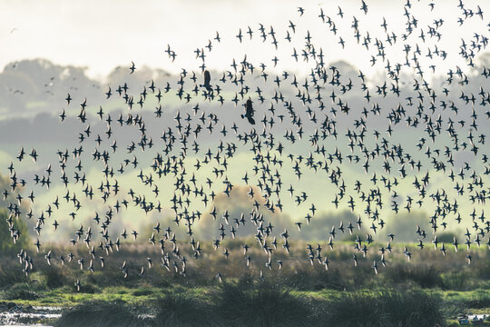 Flock of Dunlins, Dunlin, Calidris alpina in counter sun rays over marshland, Devon, Europe