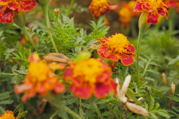 Selective focus of blooming marigold flowers