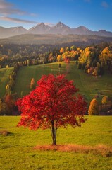 Beautiful autumn rural landscape. Lonely red tree on the hills in the Slovak Tatra Mountains. Photo taken in Osturna, Slovakia. - 547378728