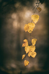 Żółte jesienne liście brzozy. Jesienna gałązka na rozmytym tle. Nieostrość, bokeh. - obrazy, fototapety, plakaty