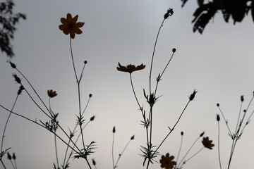 grayscale image of flowers and tree with cloudy sky in background