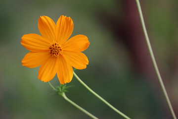 cosmos flower with tilt shift green background