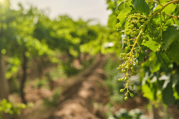 Unripe, immature grapes. In the vine branch, between the vineyard.	
