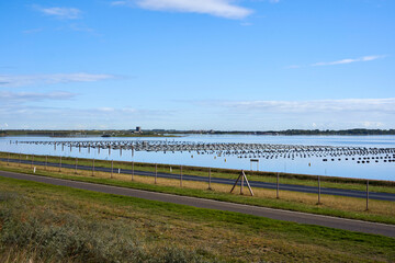 Mussel farm in the water. Landscape from Grevelinger meer in South Holland on the Brouwersdam.