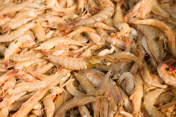 White shrimps or chinese white prawns kept in a pile to be sold in fish market of india.