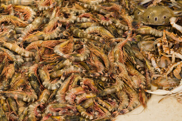 tiger shrimps or tiger prawns kept in a pile to be sold in fish market of india.
