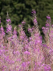 Shallow focus shot of Fields of Fireweed purple flowers with blur background