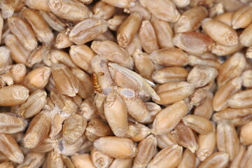 Tineidae moth pupa on damaged wheat grain. European grain moth, Nemapogon granella.