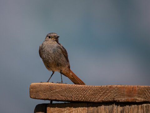 Tail bird perched on a chalet with blue blur background
