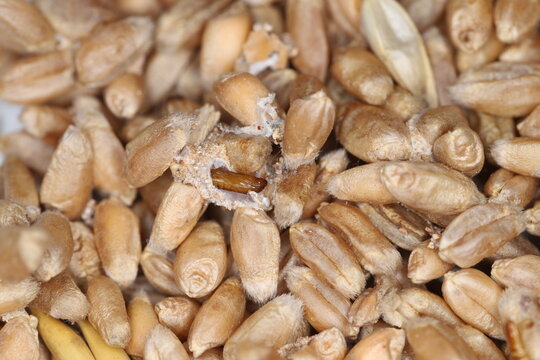 Tineidae moth pupa on damaged wheat grain. European grain moth, Nemapogon granella.