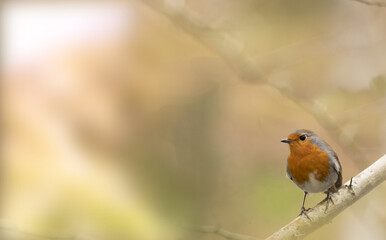 Robin perched on a branch. Image with copy space for wallpaper with warm colors.