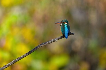 身近な公園の池や川で見られる、美しい飛ぶ宝石のカワセミ