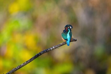 身近な公園の池や川で見られる、美しい飛ぶ宝石のカワセミ
