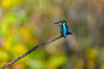 身近な公園の池や川で見られる、美しい飛ぶ宝石のカワセミ
