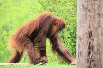 A view of an Orangutan