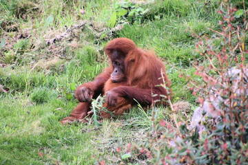 A view of an Orangutan