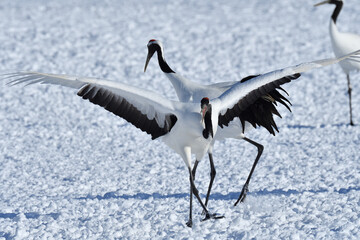 Bird watching, red-crowned crane, in
 winter