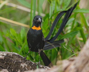 Red-collared widowbird, Euplectes ardens, in breeding plumage