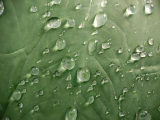 water dew on green leaves, photo taken from above