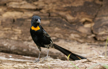 Red-collared widowbird, Euplectes ardens, in breeding plumage