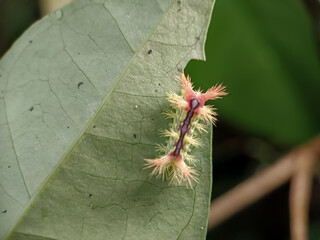 close up photo of caterpillar on a green leaf with blurred background