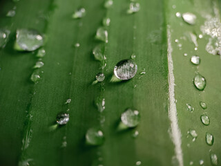 water dew on green leaves