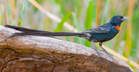 Red-collared widowbird, Euplectes ardens, in breeding plumage