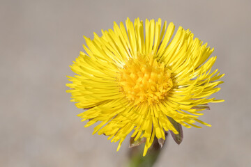 close up detail of a Coltsfoot flower