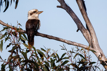 Kokaburra perched on a eucalyptus branch in the Blue Mountains, Australia